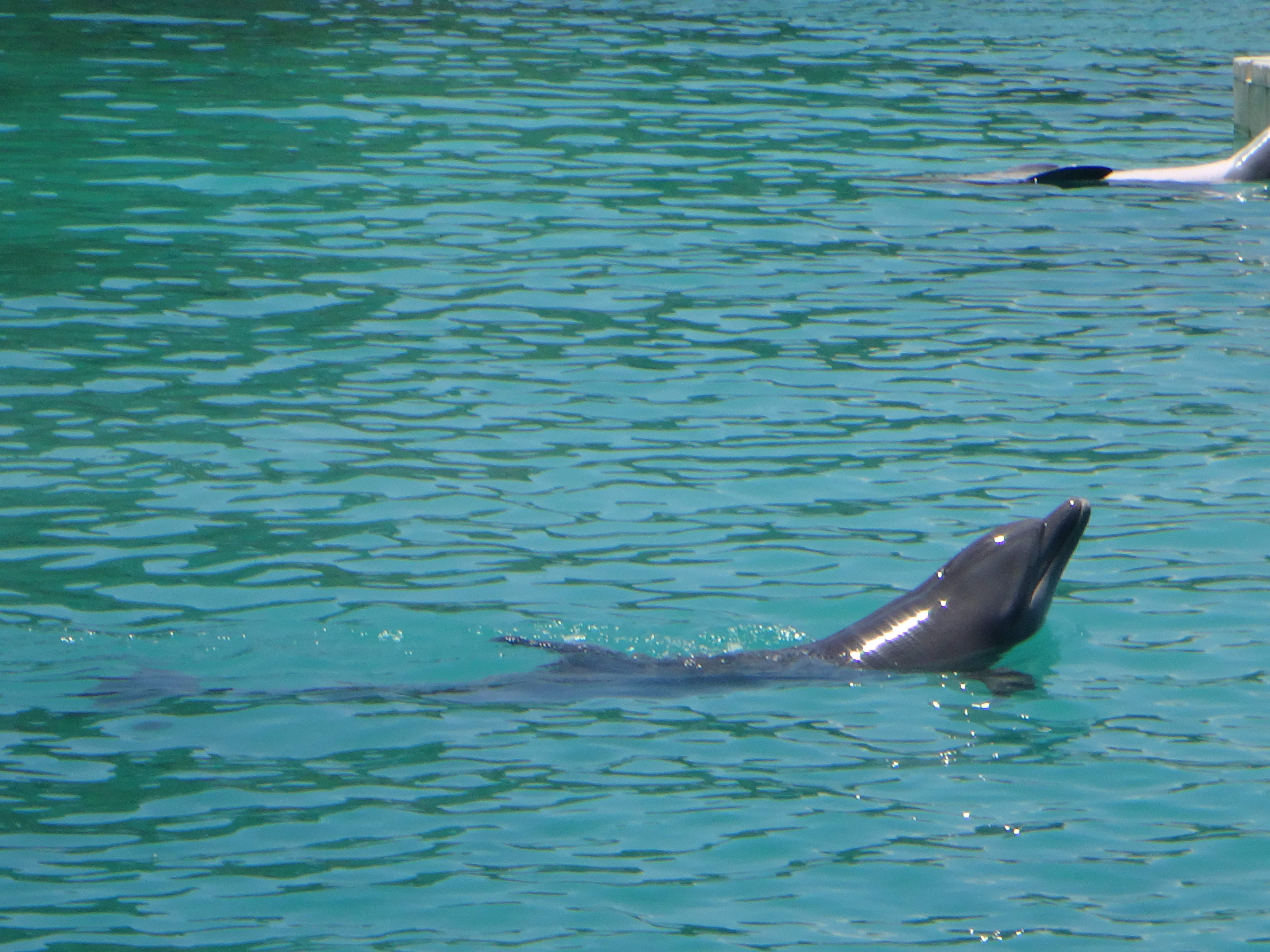 Dolphins at Dolphin Cove in Ocho Rios